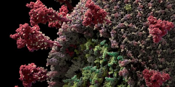 USP aponta reinfecção de paciente recuperada da Covid-19