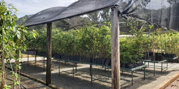 Viveiro Municipal de Barueri tem mudas de plantas disponíveis à população