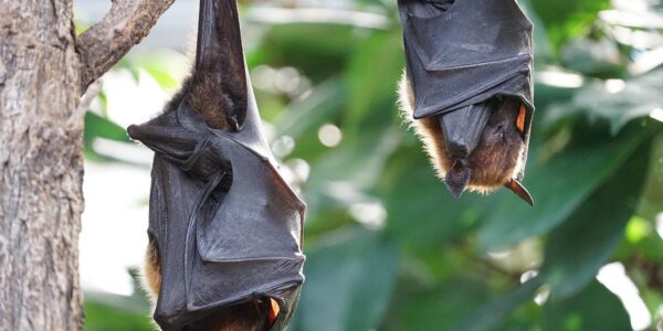 Morcegos são transmissores da raiva; saiba como evitá-los