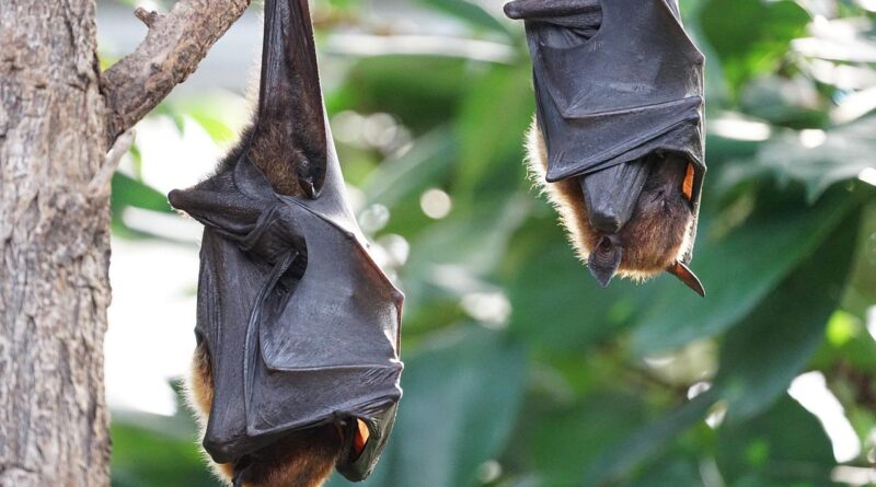 Morcegos são transmissores da raiva; saiba como evitá-los