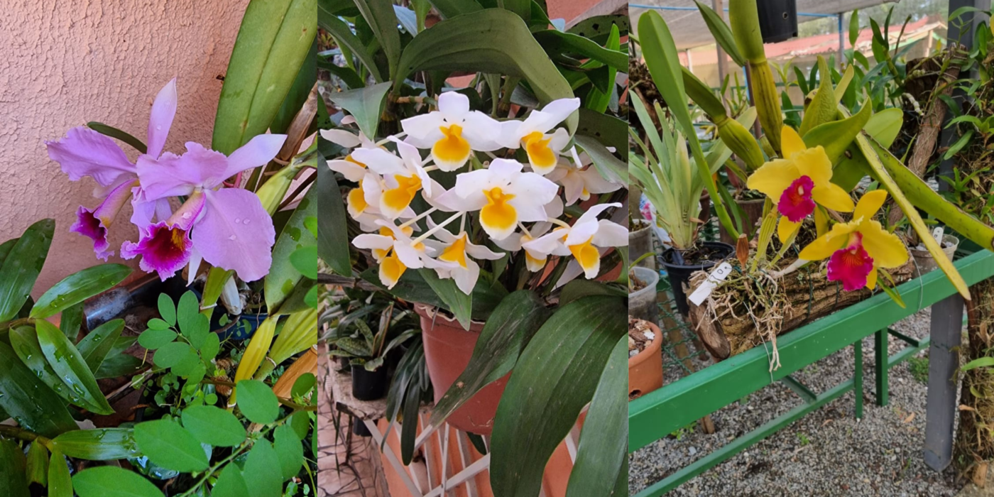 orquidário Barueri
