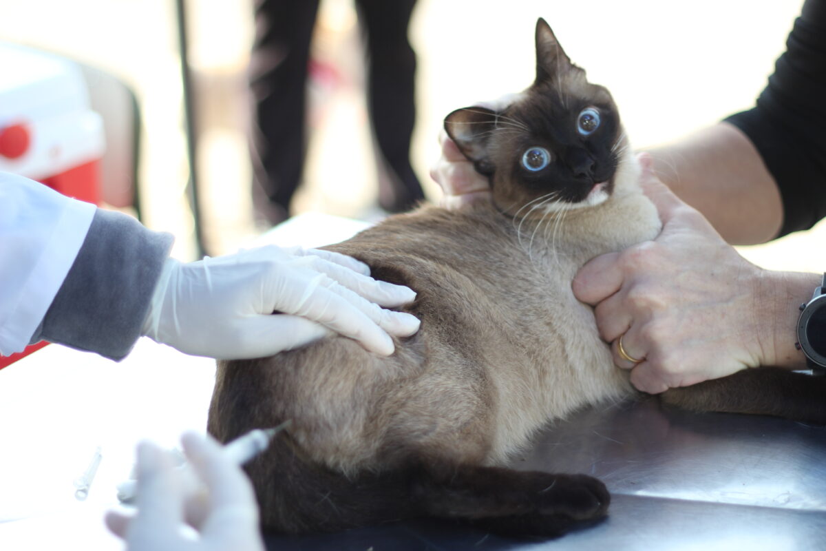 vacinação cães e gatos Barueri