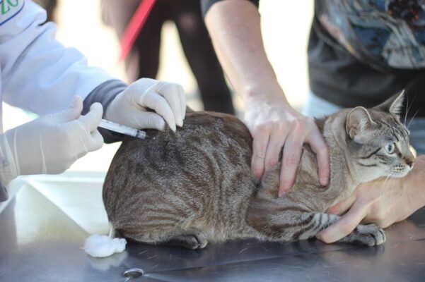 vacinação cães e gatos BArueri
