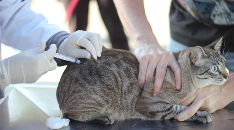 vacinação cães e gatos BArueri