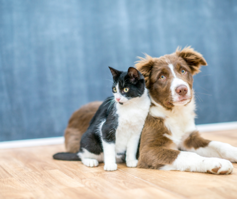 cães e gatos vacinação Barueri