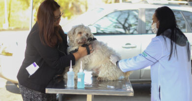 vacinação antirrábica cães e gatos Barueri Alphaville