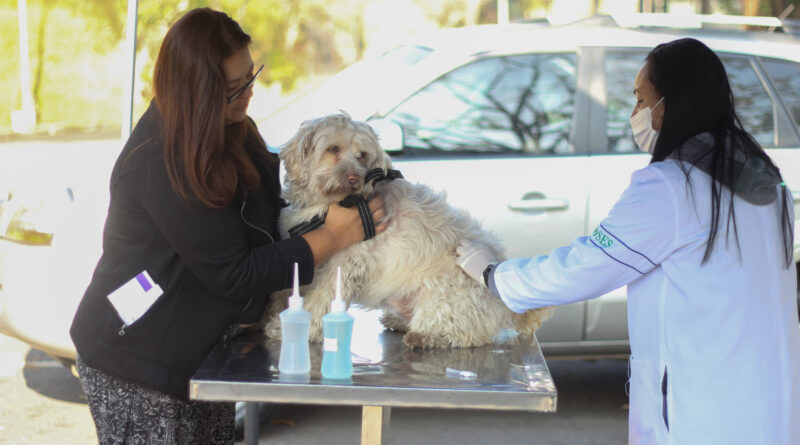 vacinação antirrábica cães e gatos Barueri Alphaville