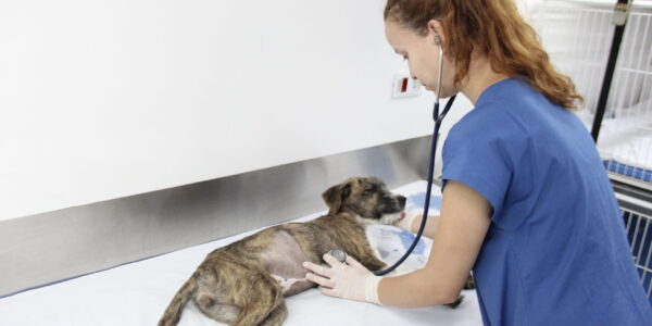 Castração gratuita de cães e gatos em Barueri: agendamento abre em 1/2