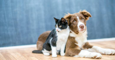 Feiras de adoção de pets em Barueri e Alphaville Cepad