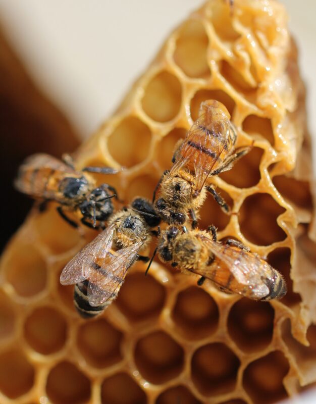 Infestação de abelhas e outros insetos: saiba o que fazer em Barueri Alphaville.