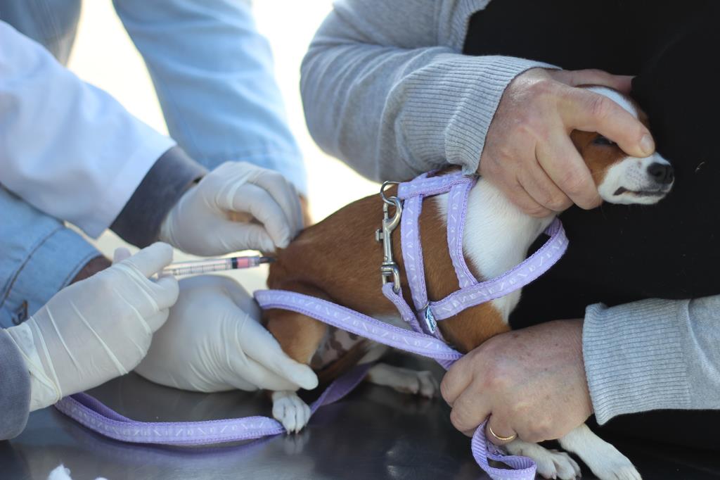 pets: agenda vacinação vacina antirrábica cães e gatos Barueri Alphaville