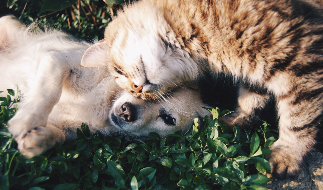 pets: agenda vacinação vacina antirrábica cães e gatos Barueri Alphaville