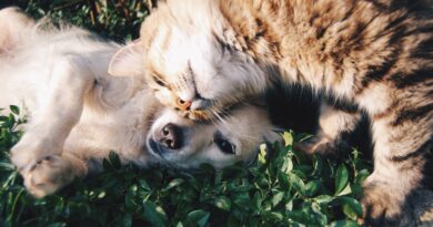 agenda vacinação vacina antirrábica cães e gatos Barueri Alphaville