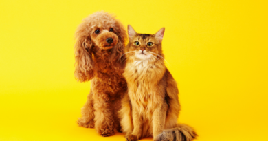 doença renal crônica cães e gatos Alphaville pets
