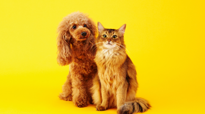 doença renal crônica cães e gatos Alphaville pets