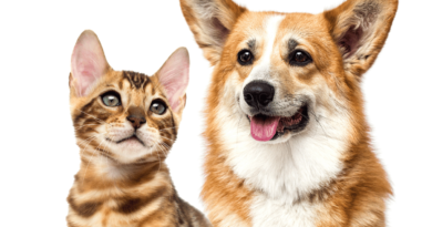 especial pets castração gratuita barueri alphaville cães e gatos