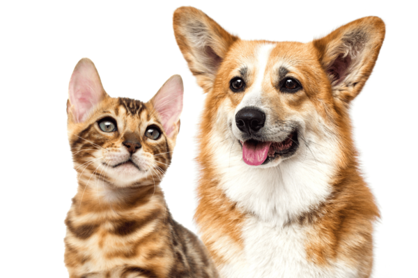especial pets castração gratuita barueri alphaville cães e gatos