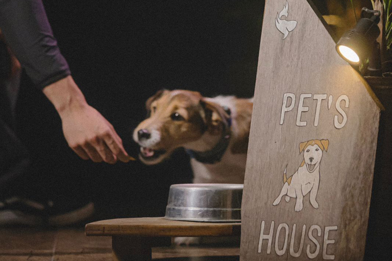 Especial Pet 2023: um guia completo para a saúde e o bem-estar do seu animal em Alphaville e arredores