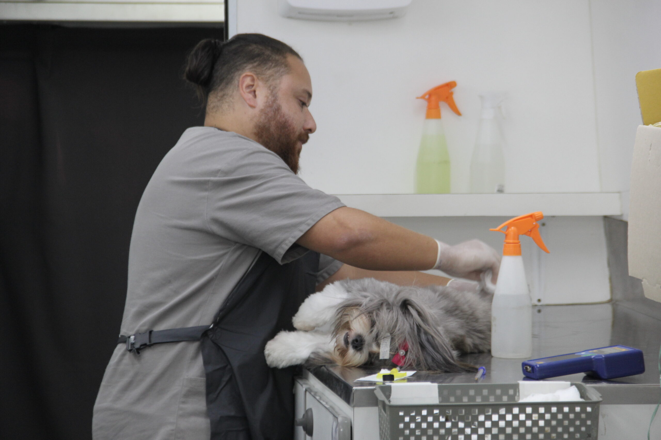 castração gratuita de pets Barueri Alphaville cães e gatos