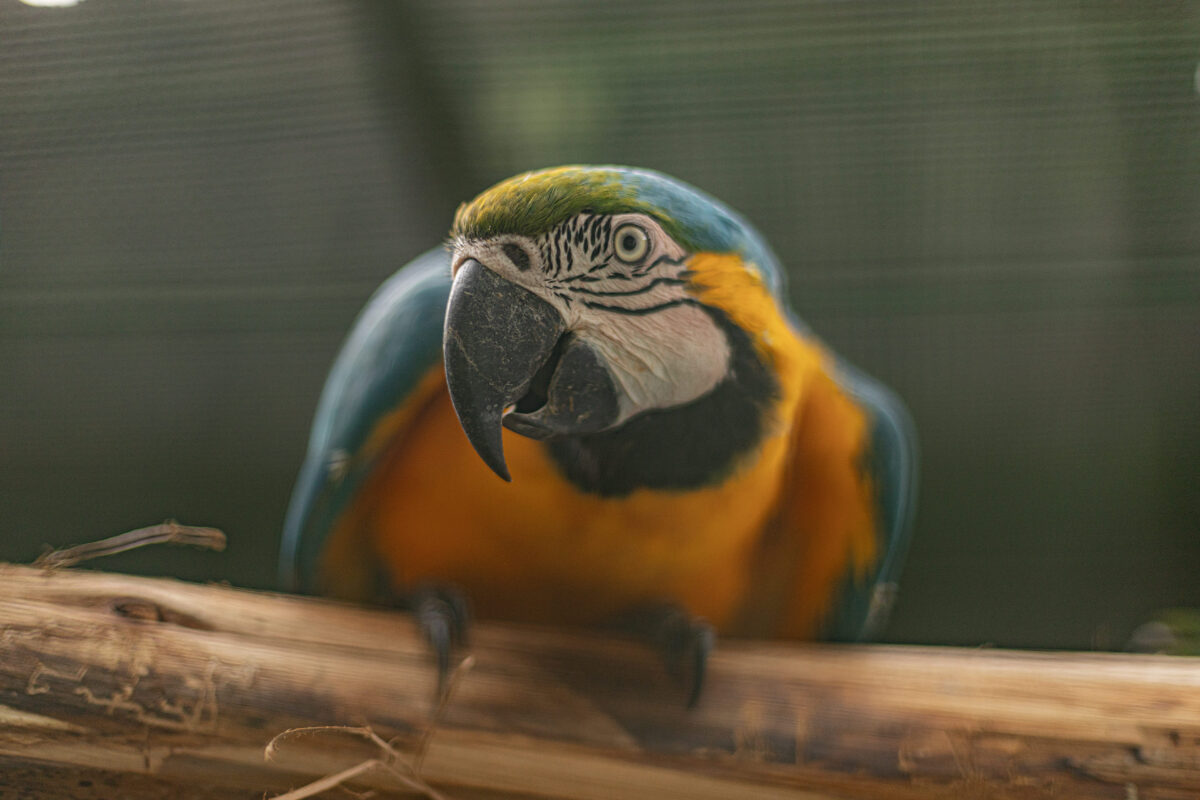 Sema animais cepad Barueri Alphaville pets