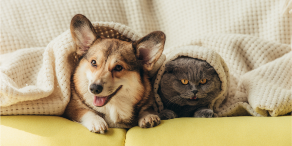 Castração gratuita de pets em Barueri: agenda abre dia 3/5