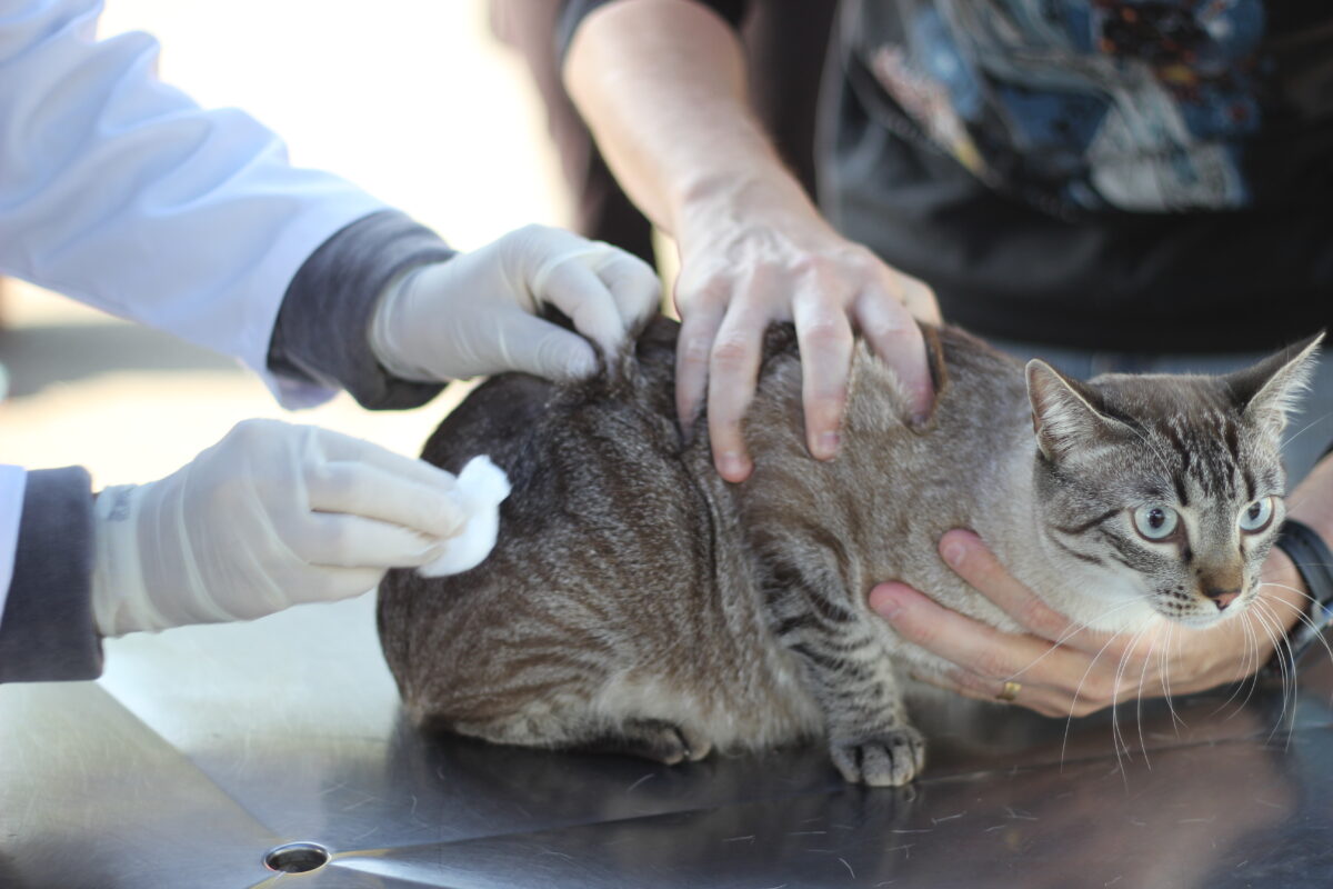 pets cães e gatos Barueri vacinação antirrábica Alphaville