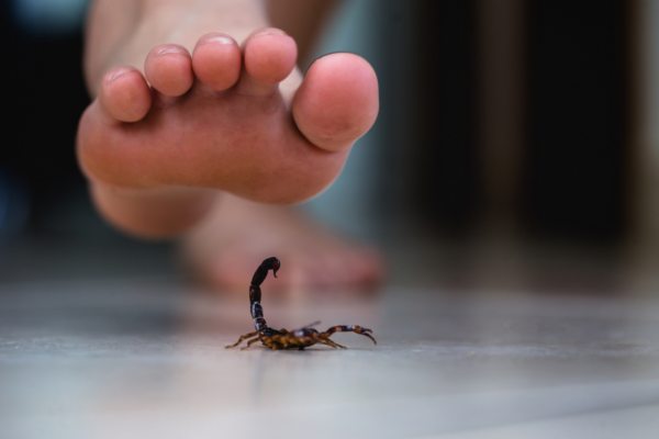Escorpiões: Barueri faz campanha de prevenção a acidentesAlphaville