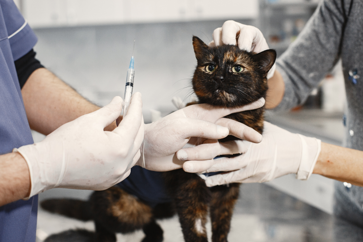 vacinação antirrábica gratuita em Santana de Parnaíba Alphaville cães e gatos