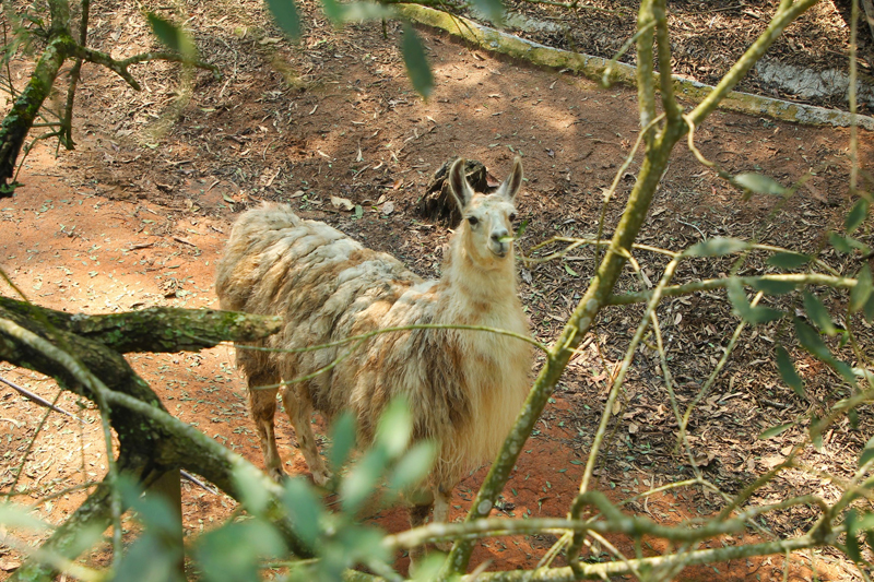 Cetas de Barueri inaugura área de soltura devolvendo 66 aves à natureza