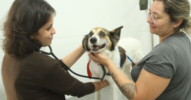 Agendamento de castração gratuita de pets em Barueri será nesta quarta-feira, dia 8
