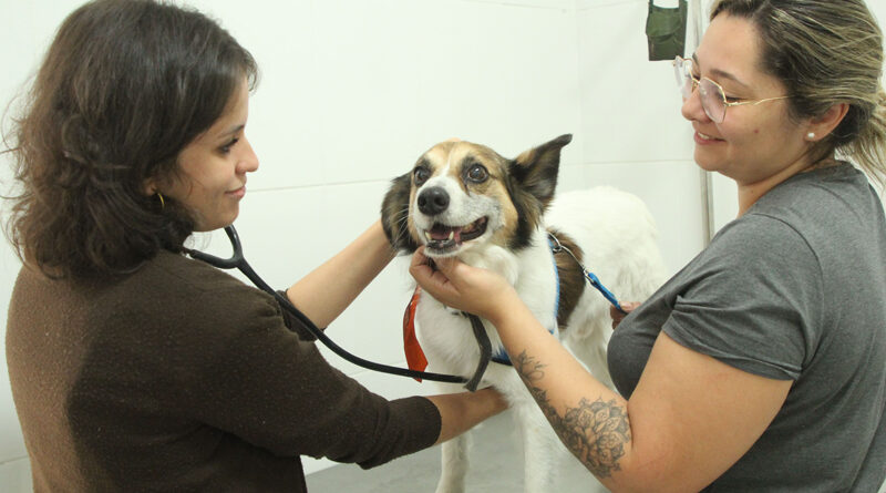 Agendamento de castração gratuita de pets em Barueri será nesta quarta-feira, dia 8