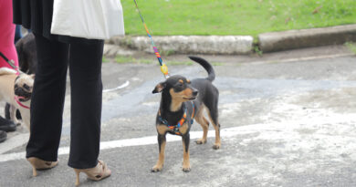 Feiras de adoção de pets retornam dia 5 de janeiro em Barueri