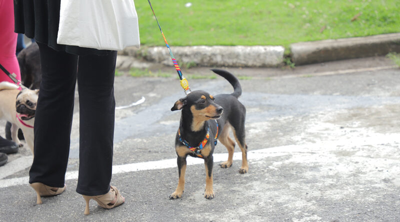 Feiras de adoção de pets retornam dia 5 de janeiro em Barueri