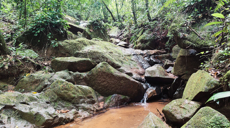 Escola Vila Alpha: educação em sintonia com a natureza