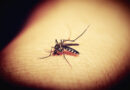 Dengue: água sanitária pode ser eficaz no combate às larvas do mosquito