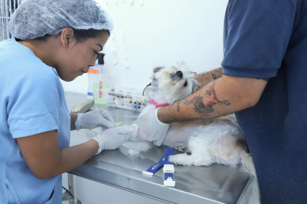 Barueri abre agendamento de castração de pets no dia 5