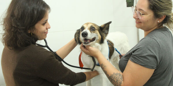 Castração de pets em Barueri: agendamento será na quarta-feira, dia 8