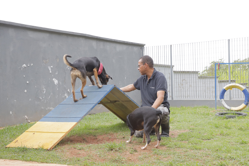 Programe-se para as feiras de adoção de pets de maio