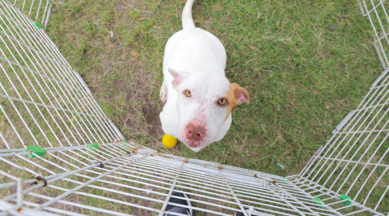 Feiras de adoção de pets: veja a programação de junho