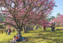 27º Festival Sakura Matsuri celebra a florada das cerejeiras em São Roque
