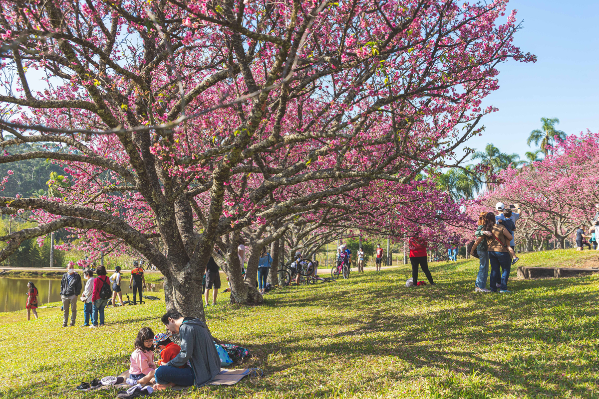 27º Festival Sakura Matsuri celebra a florada das cerejeiras em São Roque