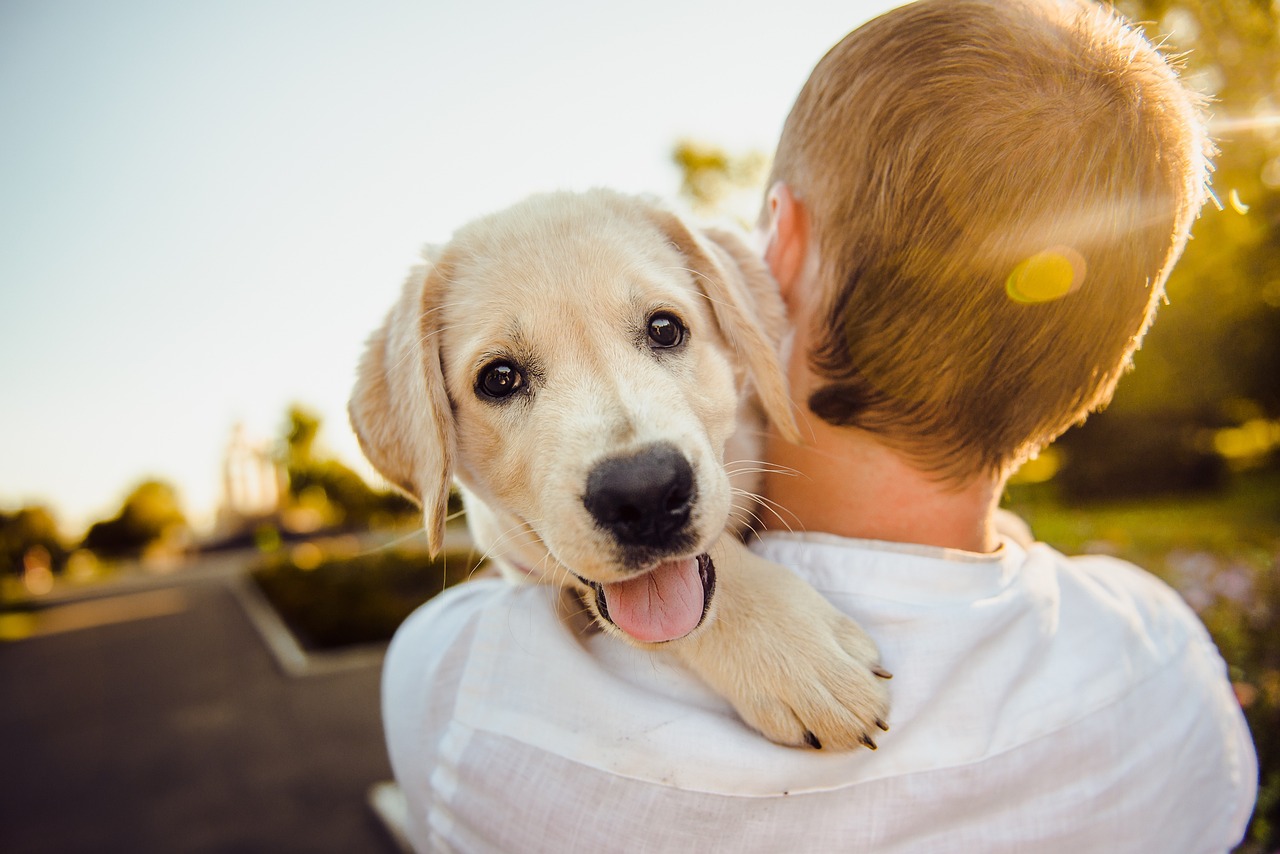 Turismo com pets: conheça mais de 50 destinos paulistas que são pet friendly