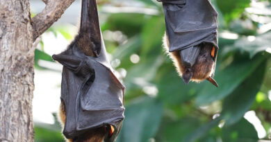 Não capture nem maltrate morcegos, alerta Secretaria de Saúde de Barueri