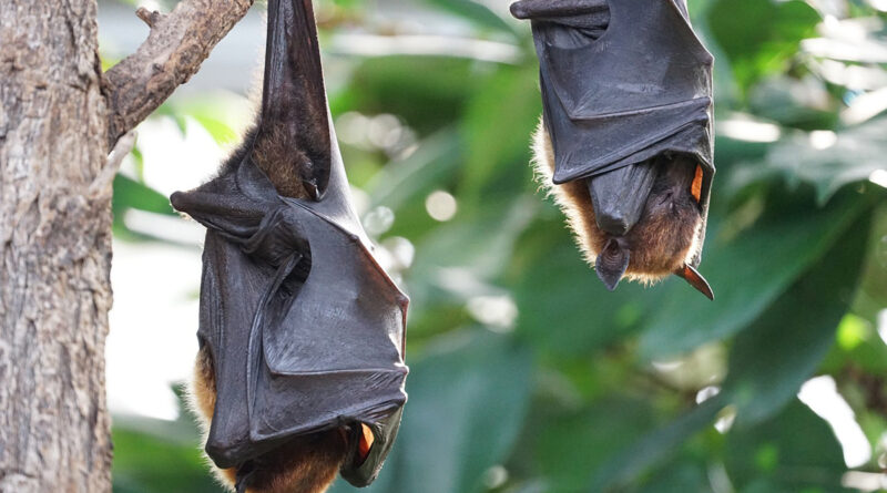 Não capture nem maltrate morcegos, alerta Secretaria de Saúde de Barueri