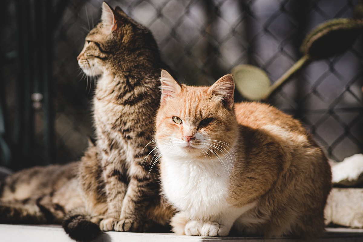 Parque Shopping Barueri terá feira de adoção de pets nos dias 3 e 10/8