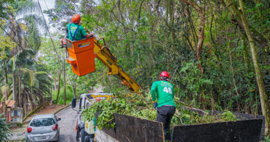 Poda de árvores: como funciona o serviço em Santana de Parnaíba