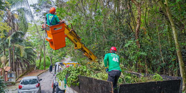 Poda de árvores: como funciona o serviço em Santana de Parnaíba