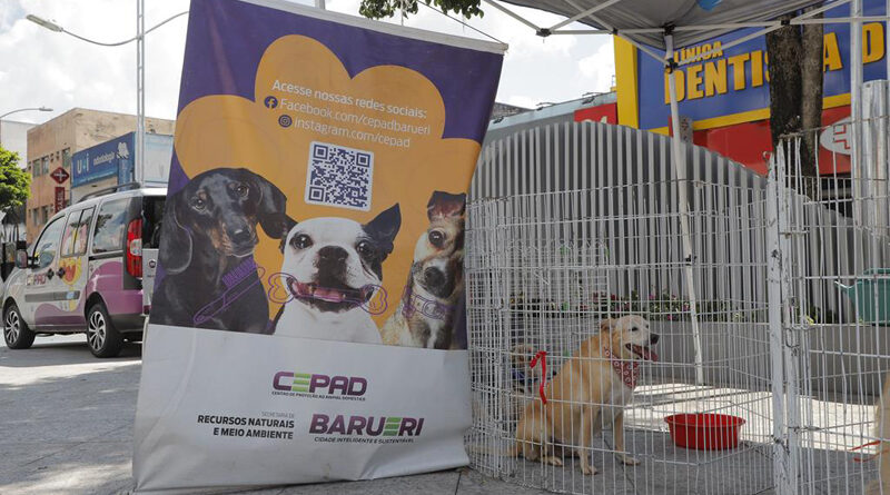 Serviços para pets em Barueri: adoção, castração e vacinação contra a raiva