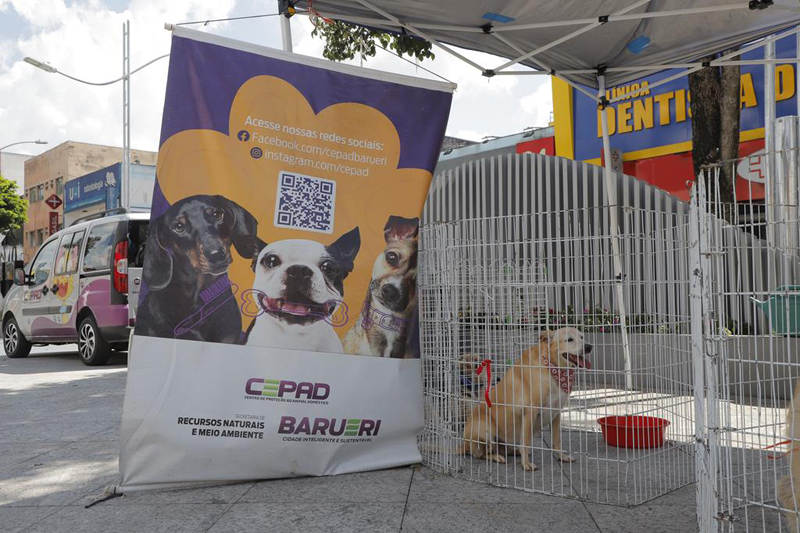 Serviços para pets em Barueri: adoção, castração e vacinação contra a raiva