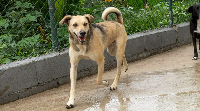 USB Animal de Santana de Parnaíba dispõe de mais de 100 pets para adoção